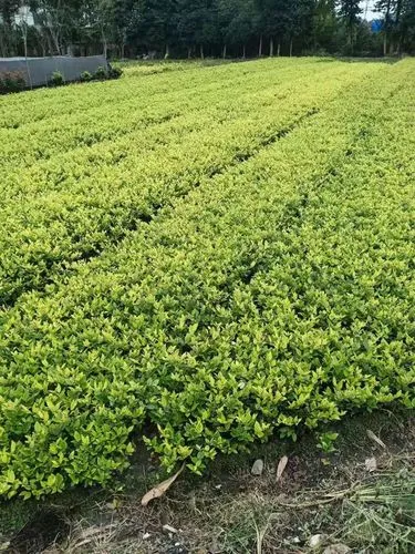 网球拍护框胶缠法
